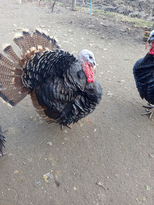 Curcănei de casă, caută adăpost nou