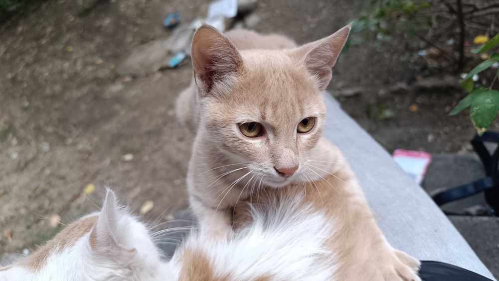 Подарявам котенце