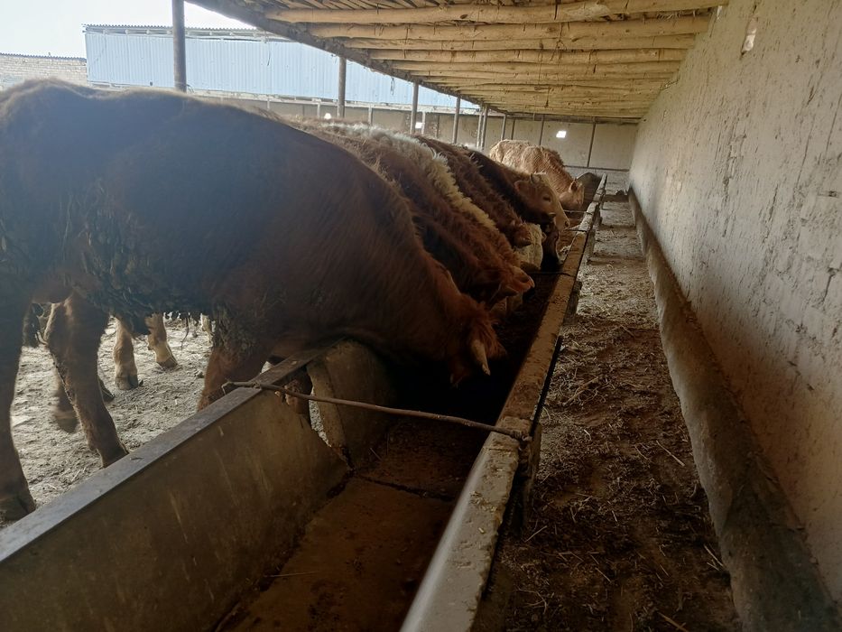 10 bosh Smental buqachalar