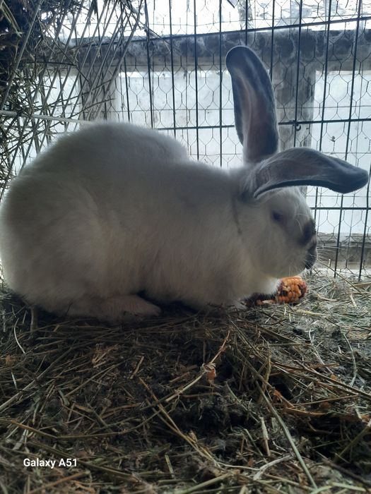 Iepure mascul urias de transilvania