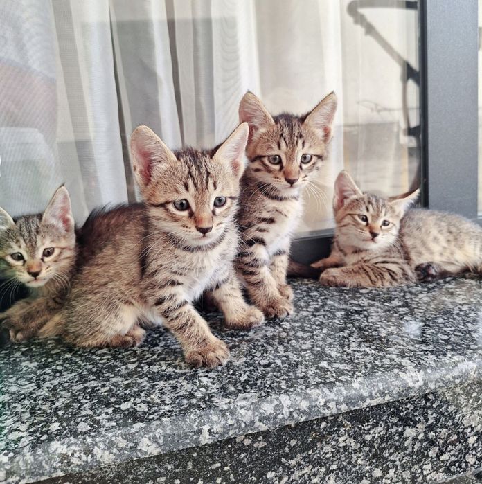 Mushuk bolasi bor  bepul