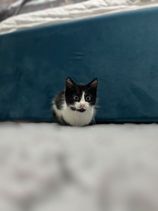 Котенок мальчик 3 месяца