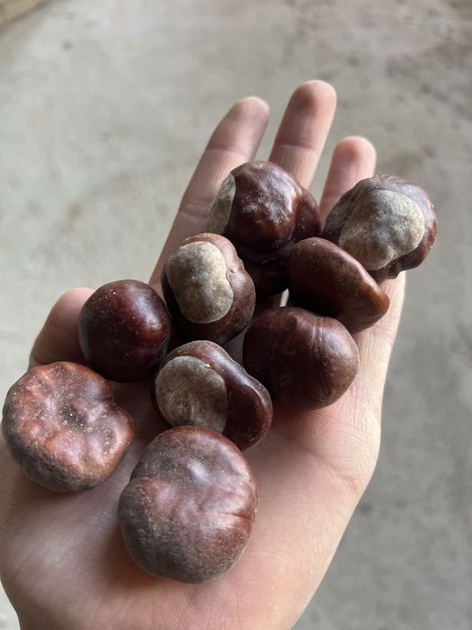 Шышка 1000 тг кг.