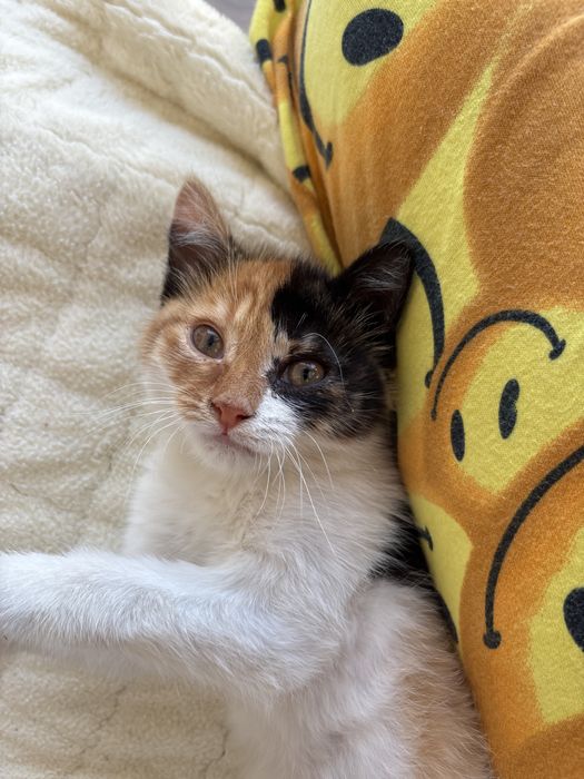 Кошка девочка 3 цвета