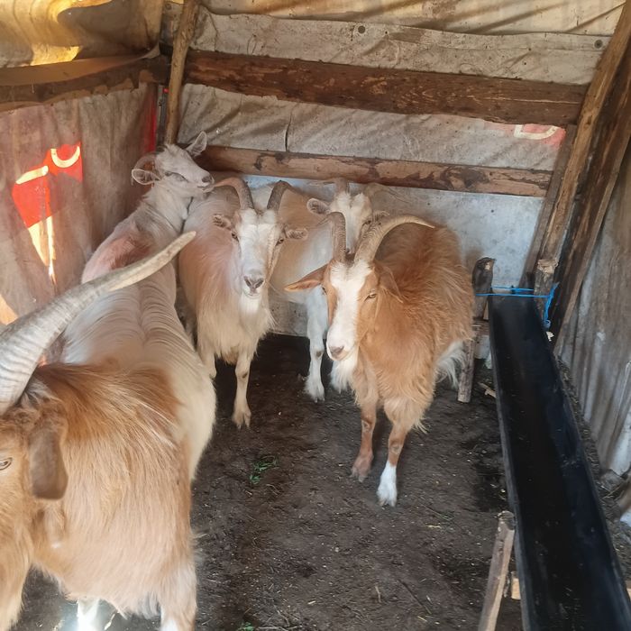 Vând patru capre și un țap