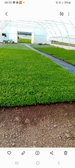 Răsaduri la comandă