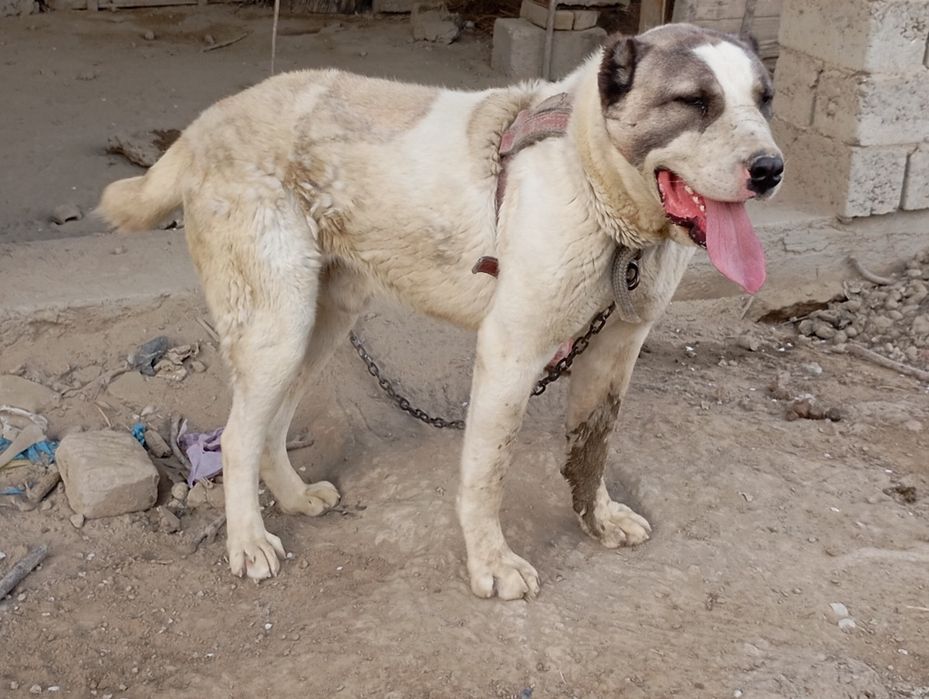 Kuchuk alabay tozza qon