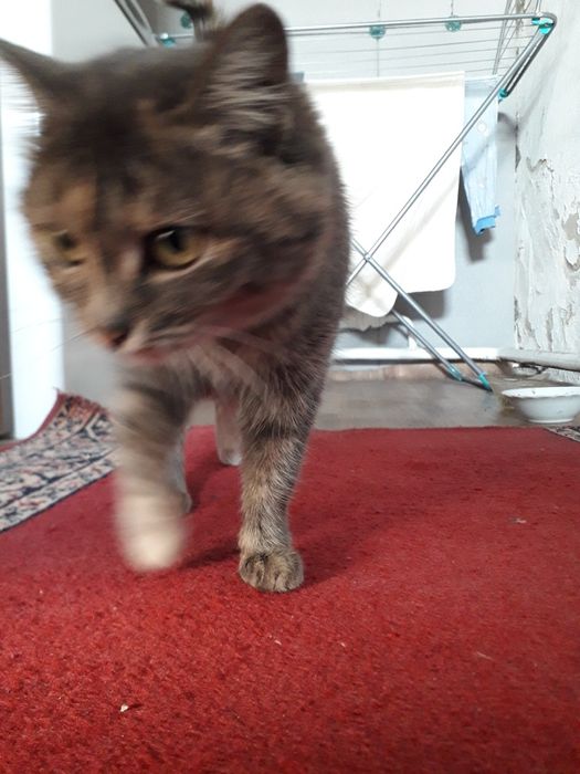 Хорошая кошечка отдам