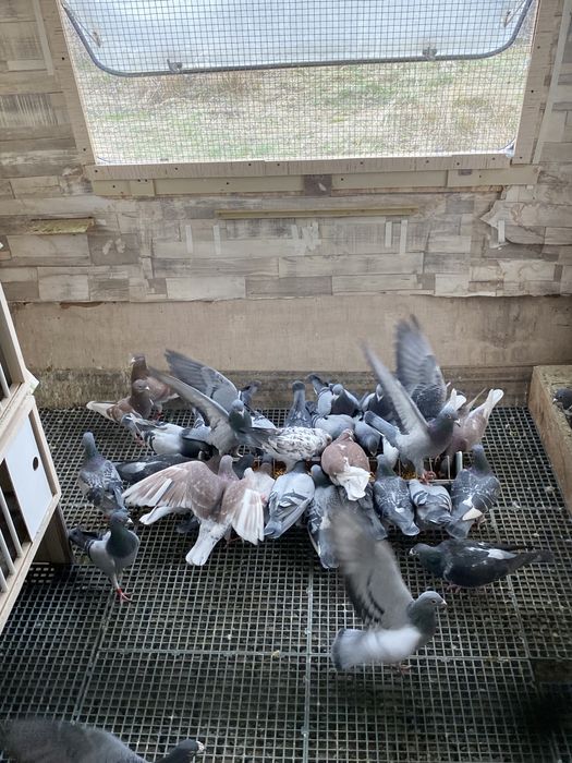 Vand porumnei voiajori