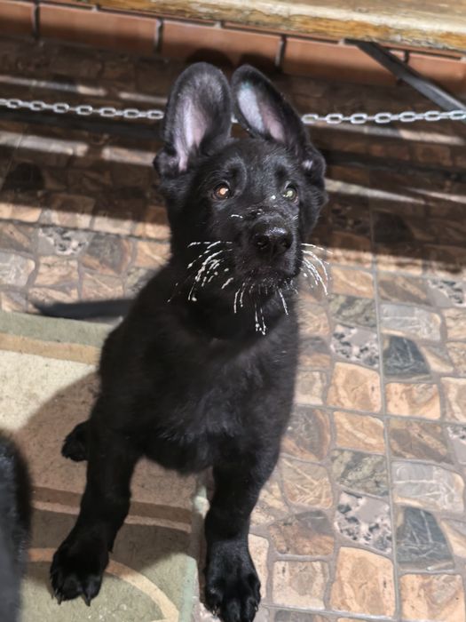 Щенок восточноевропейской овчарки