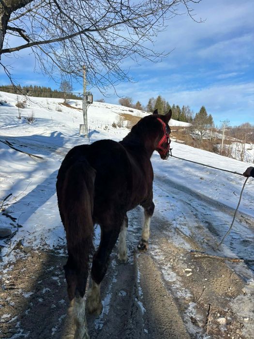 Mânz cuminte de vânzare