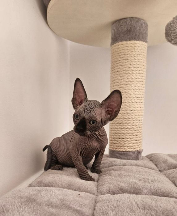 Fetita sphynx/sfinx  SUPERBA!