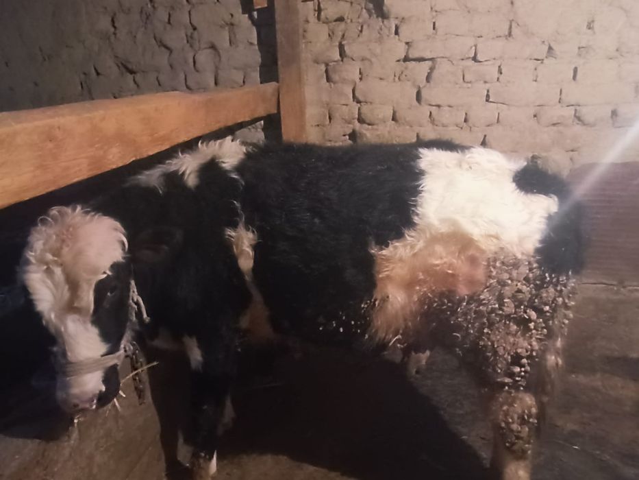 Срочно продам Бычков толстые упитанные