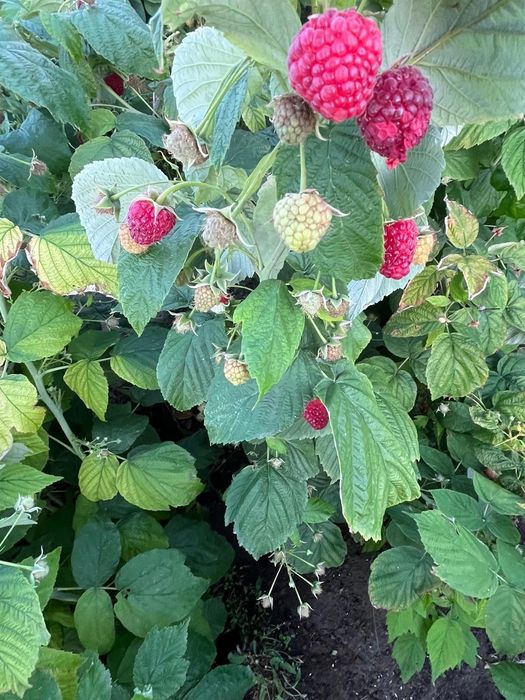 Продам дачный участок