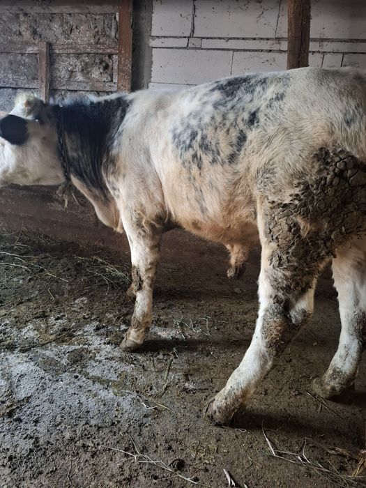 Disponibili 2 viței.  Prețul este per bucată!