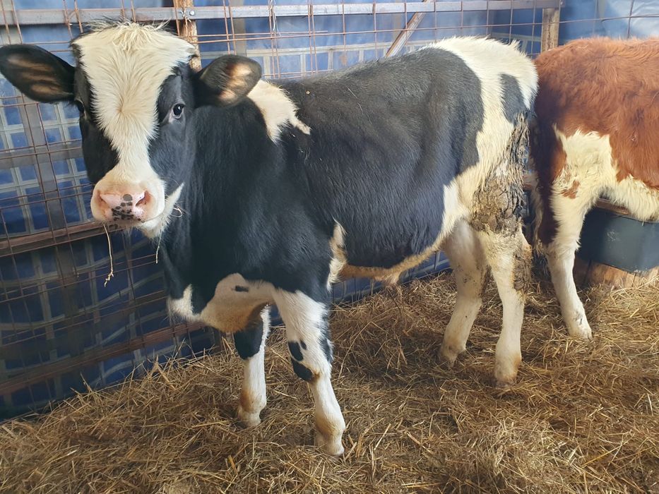 Vitei si vitele  de vanzare