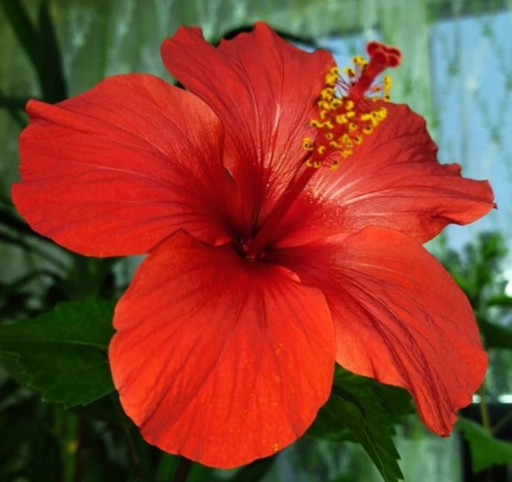 Продам цветы гибискус