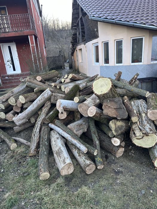 Vand lemne diferite esente