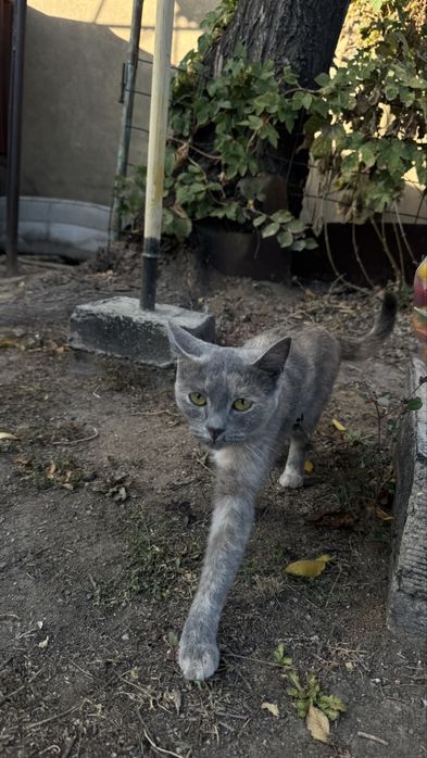 Отдам кота в добрые руки