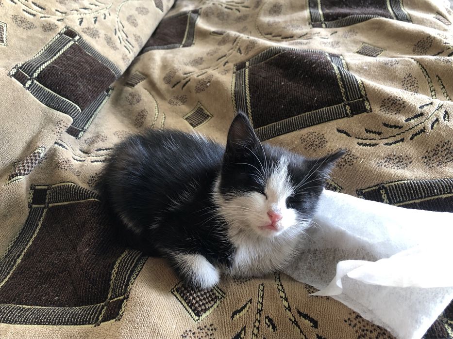 Кошечка маленькая