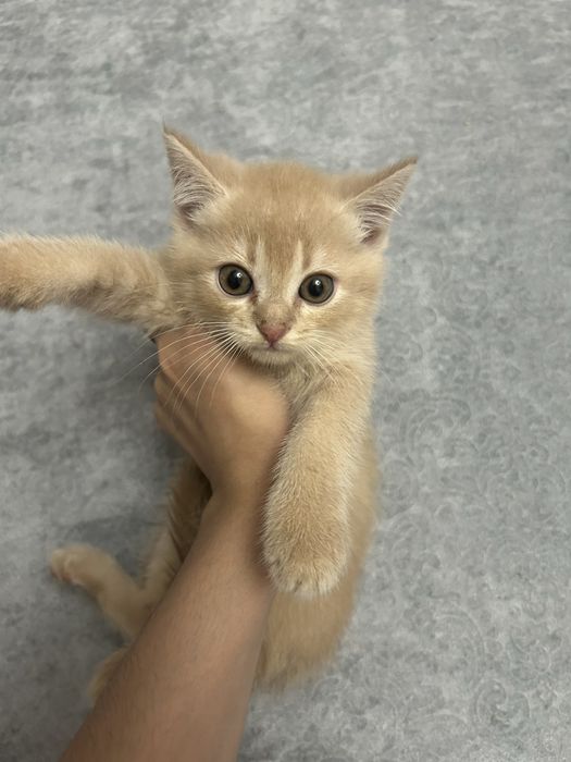 мушукчала киз ва огил