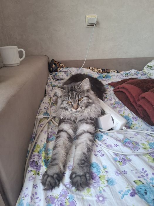Отдам кошку Мэйкун в заботливые руки