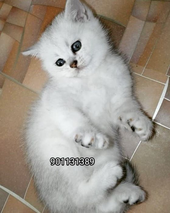 Тозза кон. Британский Шиншила Серабрист унил, киз 2 ойлик сотилади.