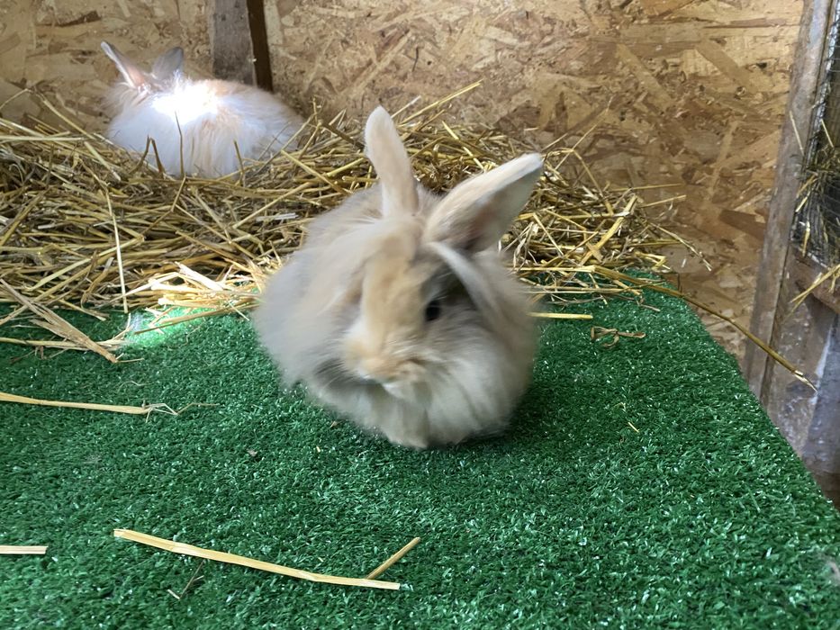 Iepuri pitici cap de leu