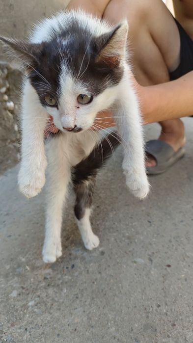 Отдадим котят в хорошие руки