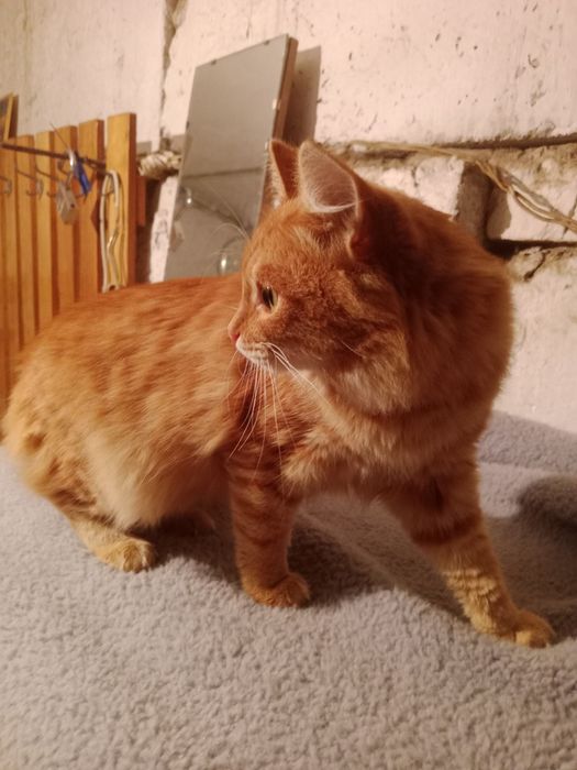 Котик в добрые руки.