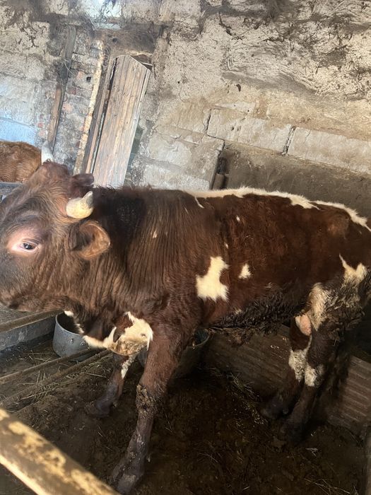 Продаю быка 3  года