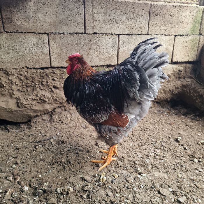 Cocos wyandotte rosu/albastru