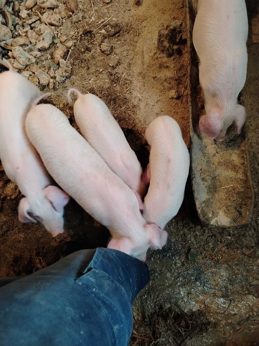 Продавам малки прасета!