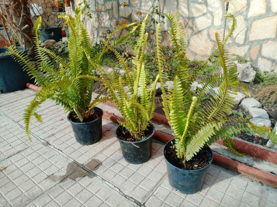 Папрат  в саксии