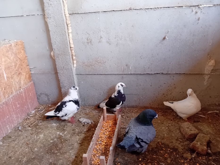 Porumbei de vânzare