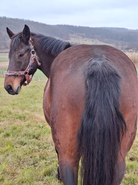 Vand iapa 8 ani cu acte mai multe detali in privat