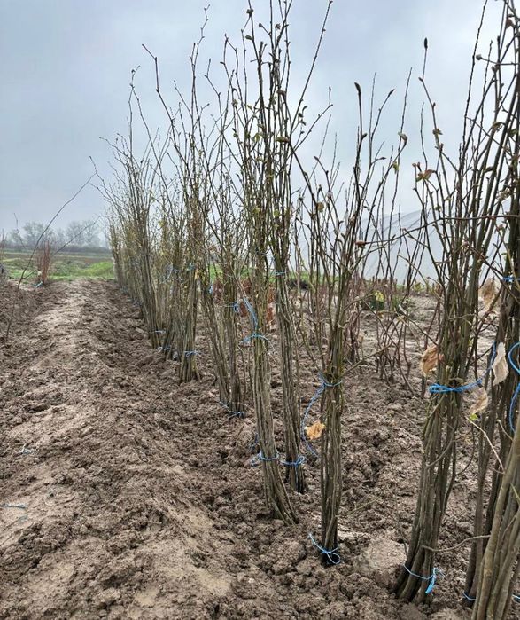 Puieți forestieri pentru replantare anul 1