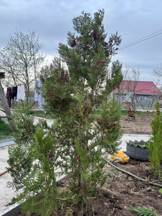 Продаю тую 1.5-2метра