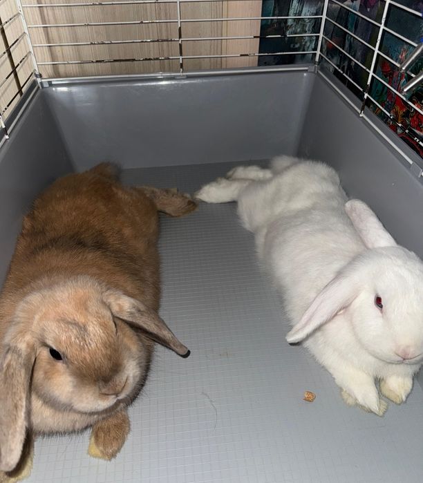 2 белых кролика почти даром