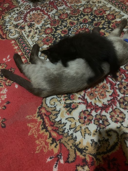 отдам котят в добрые руки