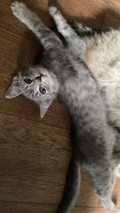 Котята бесплатно
