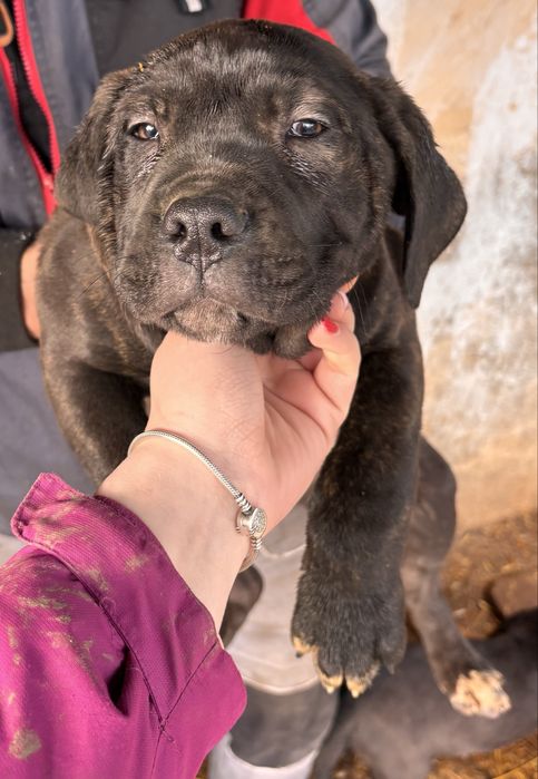 Vand pui de  Cane Corso