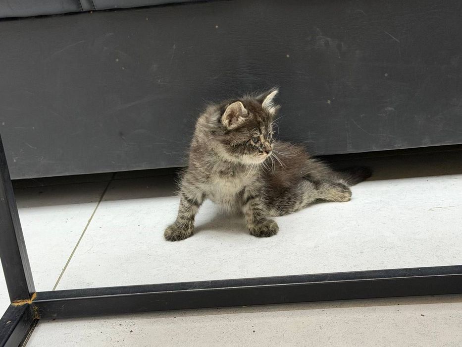Отдам даром котят 1 месяц