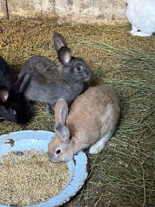 Кролики фландеры