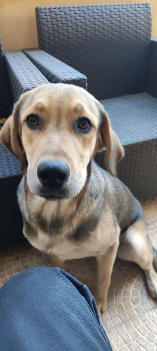 Donez Cățelușa pentru curte