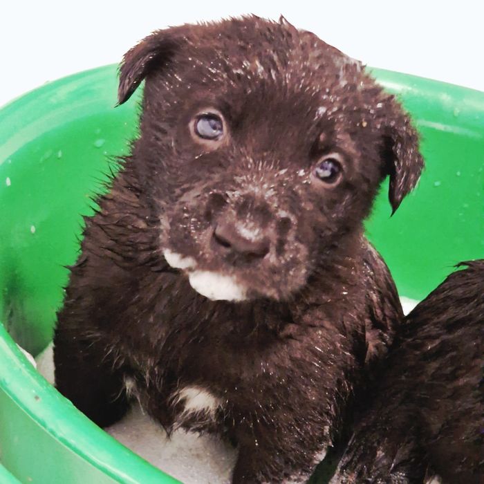 Щенки из приюта Хвостатый Рай