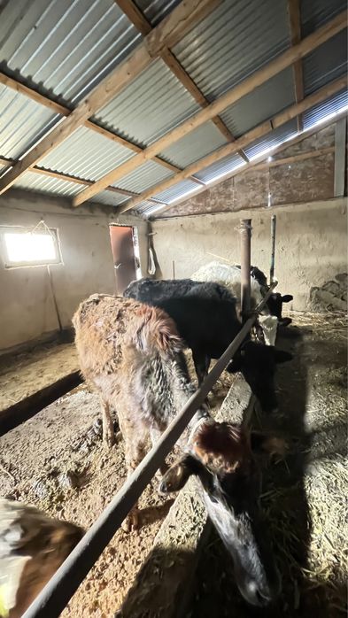 Продается скот галештейн