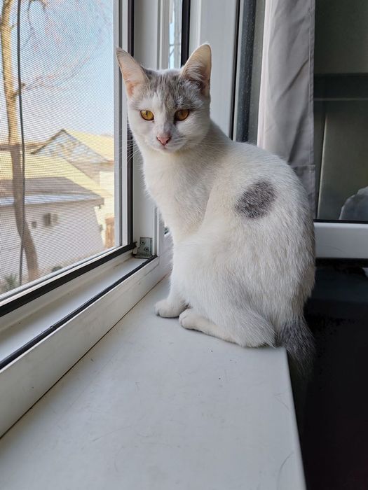 Стерелизованная .кошечка 8 месяцев.  Ищет дом