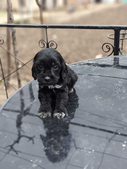 Майка, кокер+лагото. Баща,английски кокер