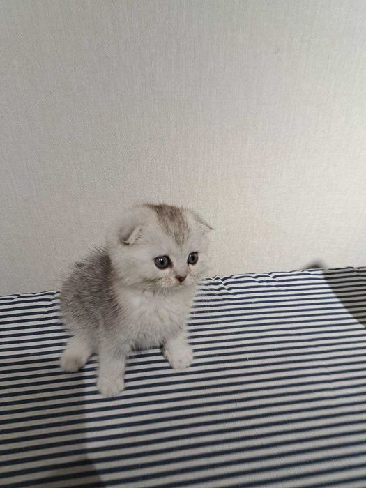 Продаются котята Серебро Шиншилла